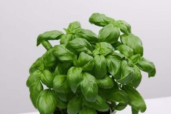 Busuiocul: planta aromatica cu multiple intrebuintari