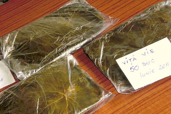 Frunze de Vita de Vie Conservate pentru Iarna