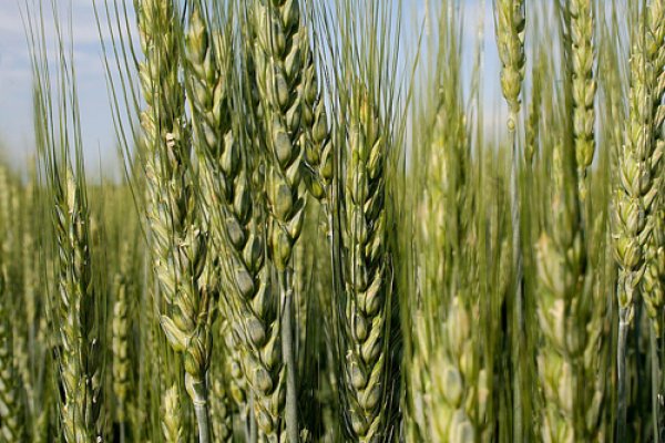 Cereale ce contin gluten